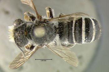 Media type: image;   Entomology 610873 Aspect: habitus dorsal view